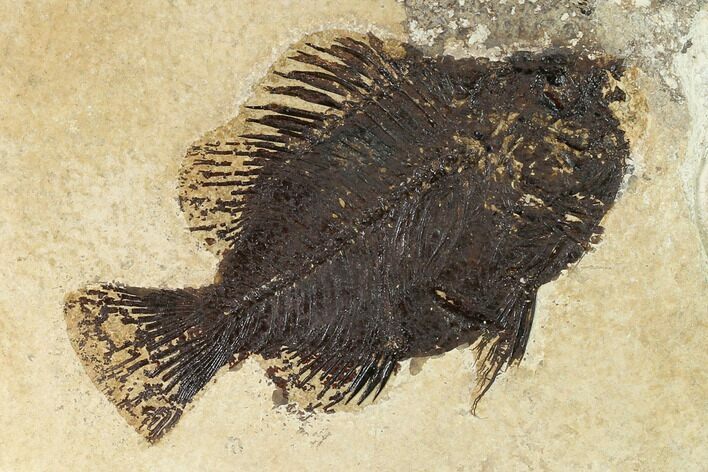 Bargain, Fossil Fish (Cockerellites) - Wyoming #144173
